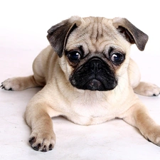 dog, pug, lying