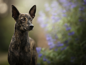 muzzle, dog, Whippet