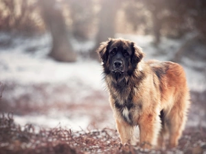 Leonberger, fuzzy, background, nature