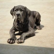 mastiff, Neapolitan, dog