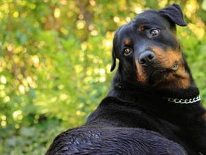 neck chain, green, Rottweiler