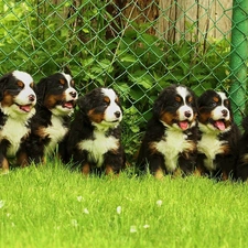 net, grass, Seven, males