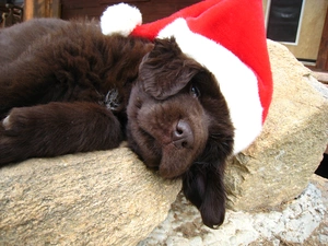 Newfoundland Puppy