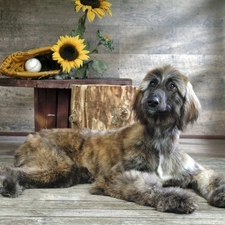 Nice sunflowers, the ball, greyhound, glove