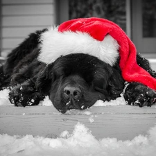 Nicholas, Hat, sleepy, doggy