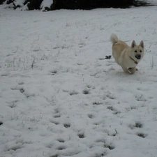 snow, Norsk Buhund