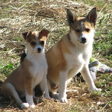 Norsk Lundehund, Two cars