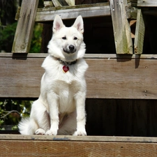 Norwegian Buhund