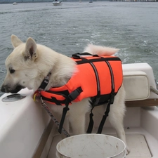 Norwegian Buhund, Norsk Buhund