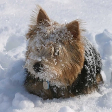 snow, Norwich terrier