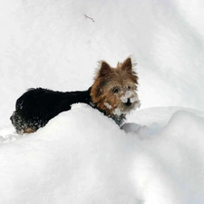 Norwich terrier