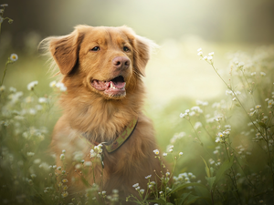 Flowers, Erigeron, Retriever Nova Scotia, muzzle, dog