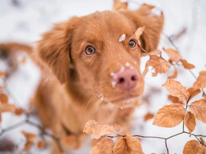 Leaf, snow, Retriever Nova Scotia, muzzle, dog