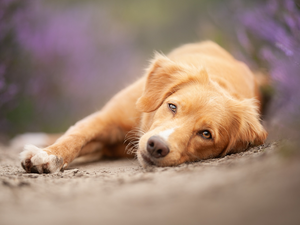 Retriever Nova Scotia, lying, dog