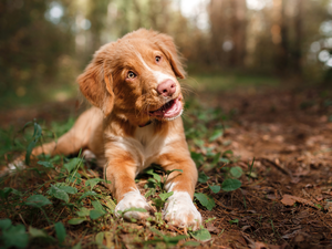 Retriever Nova Scotia, Puppy, dog