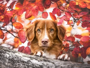 Retriever Nova Scotia, dog, Leaf