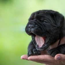 Nowofundland, hand, puppie, Tounge