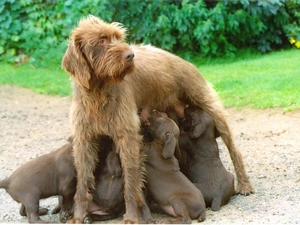puppies, nursing bitch, Poodle Pointer