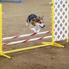 obstacle, Welsh corgi pembroke