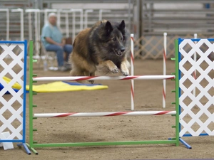 obstacle, Belgian Shepherd Tervuren