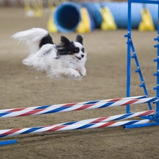 obstacle, Miniature Continental Toy Spaniel Papillon