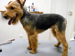 ointment, tan, Welsh Terrier, black