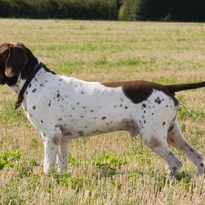 Old Danish, Brown and white