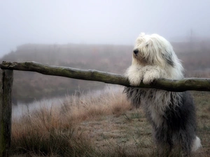 Old English Sheepdog, Bobtail, car in the meadow, Fog, fence
