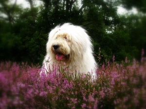 Old English Sheepdog, heathers, Head