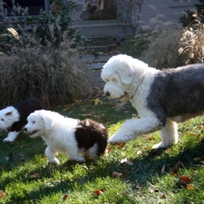 Old English Sheepdog, puppies, adult