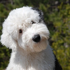 Old English Sheepdog, young