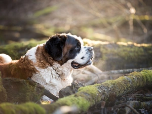 dog, mossy, Lod on the beach, Bernard