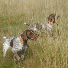 collars, Orange, Two cars, German Shorthair Pointers