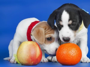 orange, Apple, Dogs, Puppies