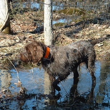 Orange, dog-collar, Gryfon Korthalsa