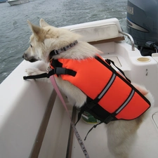 Orange, Norwegian Buhund, Norsk Buhund