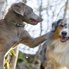 Our friends, Dogs, Two cars