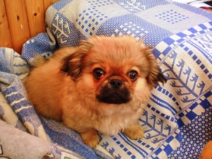 overlay, doggy, pekinese
