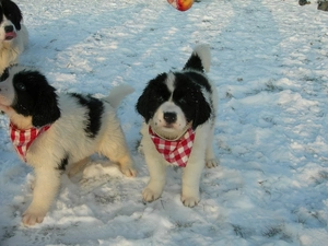 Pane, Landseer, handkerchief