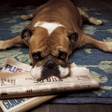 dog, Paper, bored