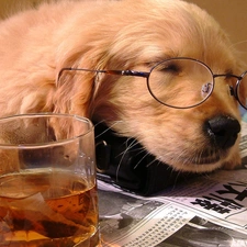 Glasses, Paper, dog