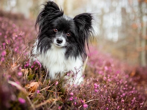 dog, muzzle, heathers, Miniature Continental Toy Spaniel Papillon