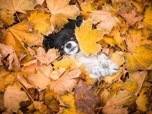 dog, muzzle, Leaf, Miniature Continental Toy Spaniel Papillon