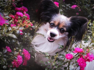 dog, Flowers, roses, Miniature Continental Toy Spaniel Papillon