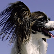 Papillon, Miniature, doggy, Continental Toy Spaniel