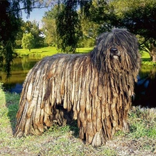 Park, Bergamasco