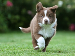 Collie, Park, Border