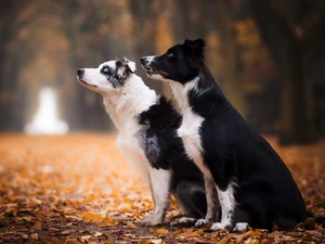Dogs, lane, Leaf, Park
