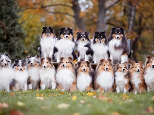 Park, Shetland Sheepdogs