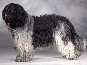 pastoral, Schapendoes